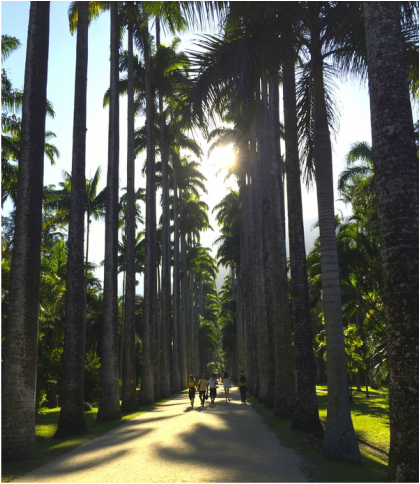 Let VoyJoie travel designers take you here: Jardim Botanico in Rio De Janiero Brazil